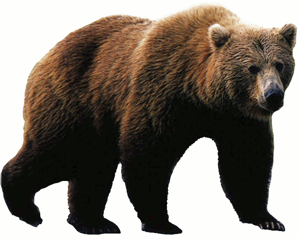 Free PNG Of Bears - 165169