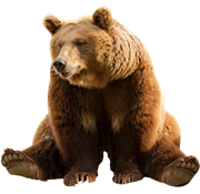 Free PNG Of Bears - 165166