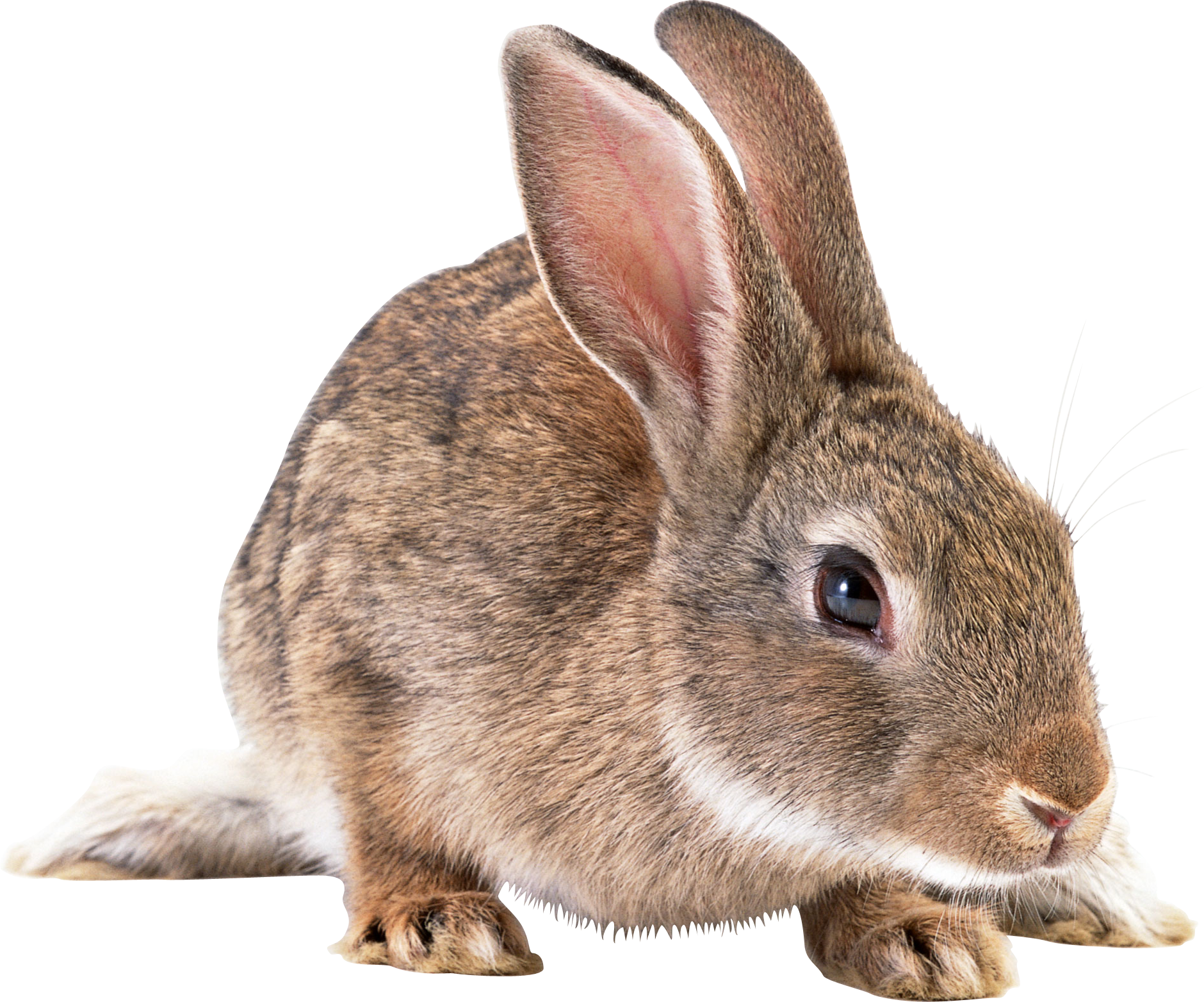 Free PNG Rabbits Bunnies - 65003