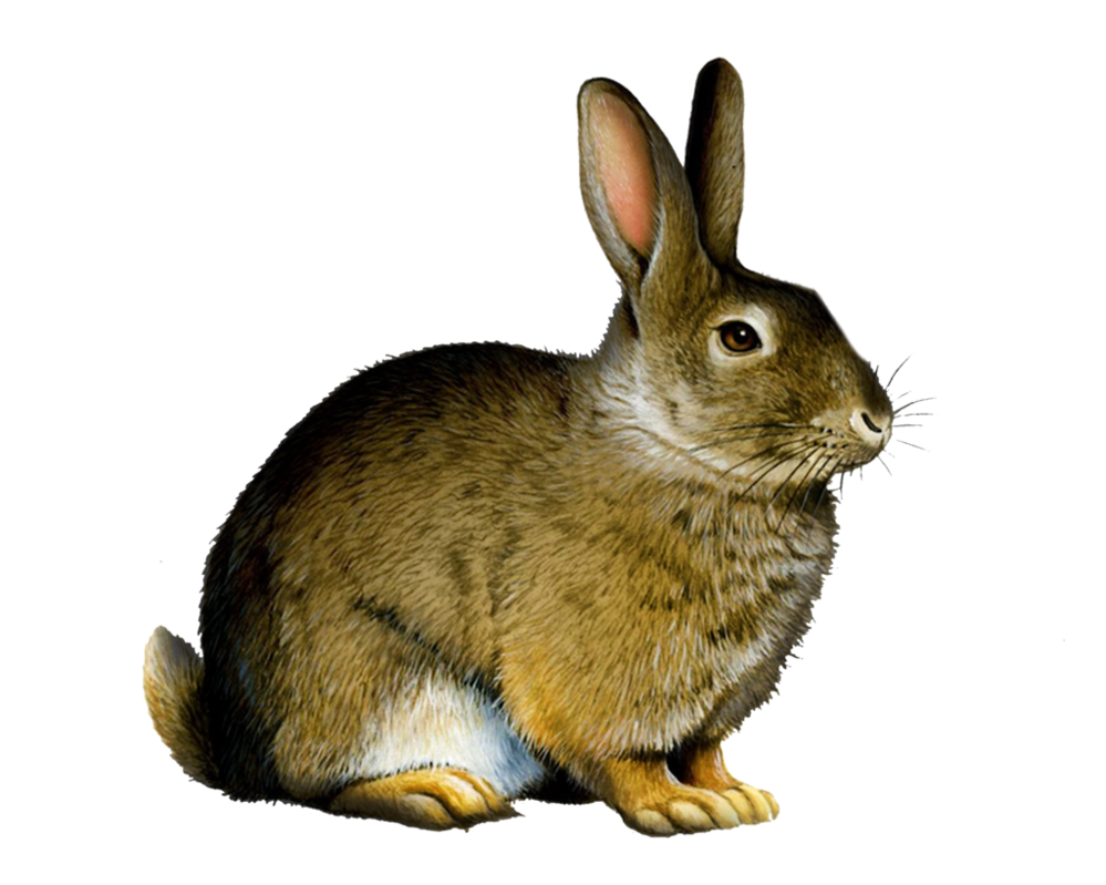 Free PNG Rabbits Bunnies - 65004