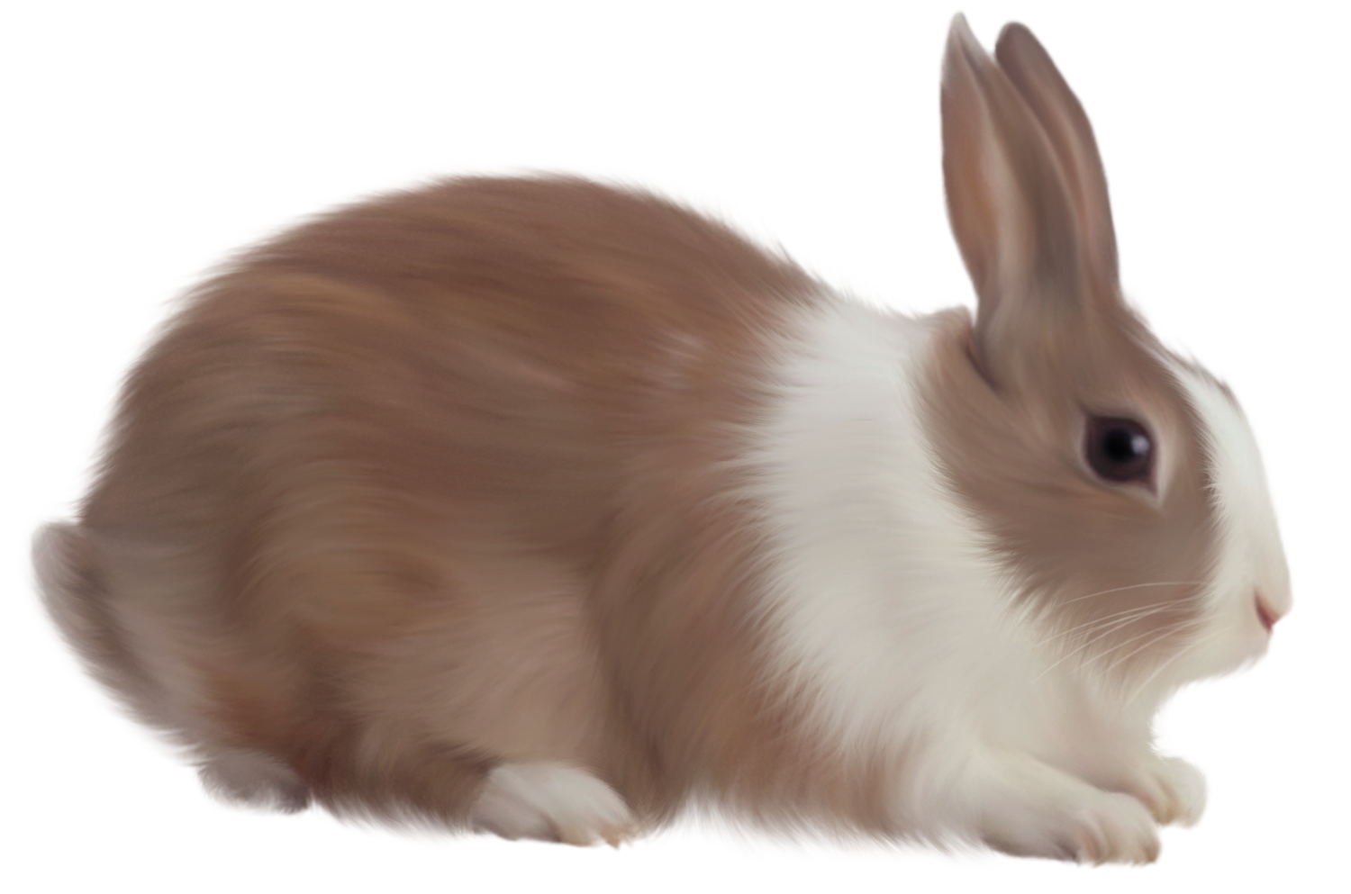 Free PNG Rabbits Bunnies - 64998