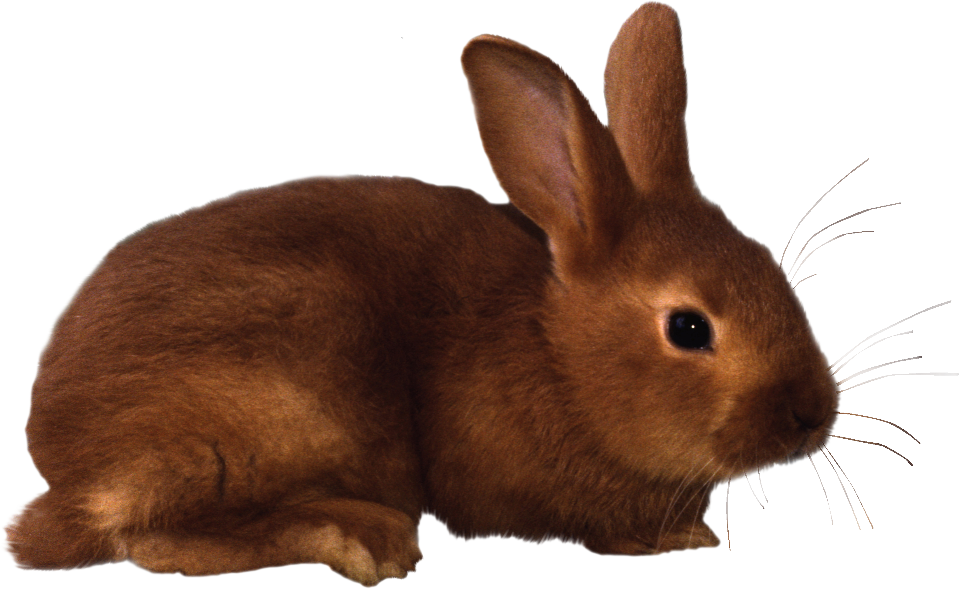 Free PNG Rabbits Bunnies - 65000