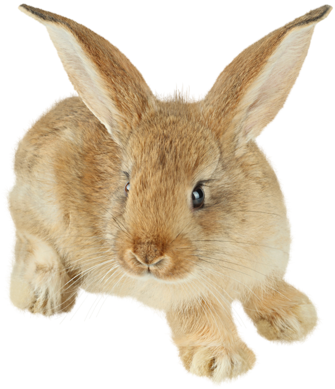 Free PNG Rabbits Bunnies - 65005