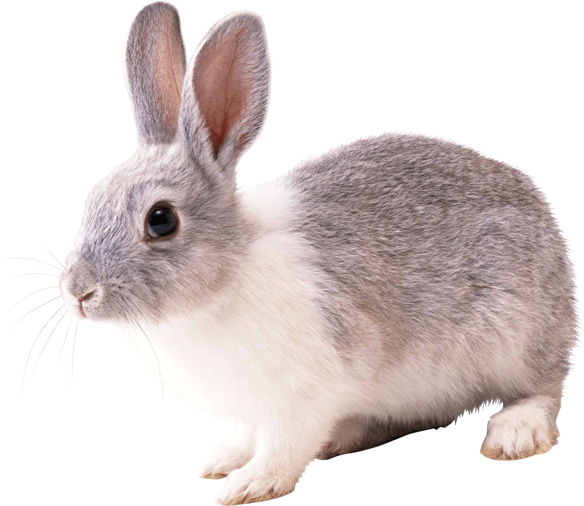 Free PNG Rabbits Bunnies - 65001