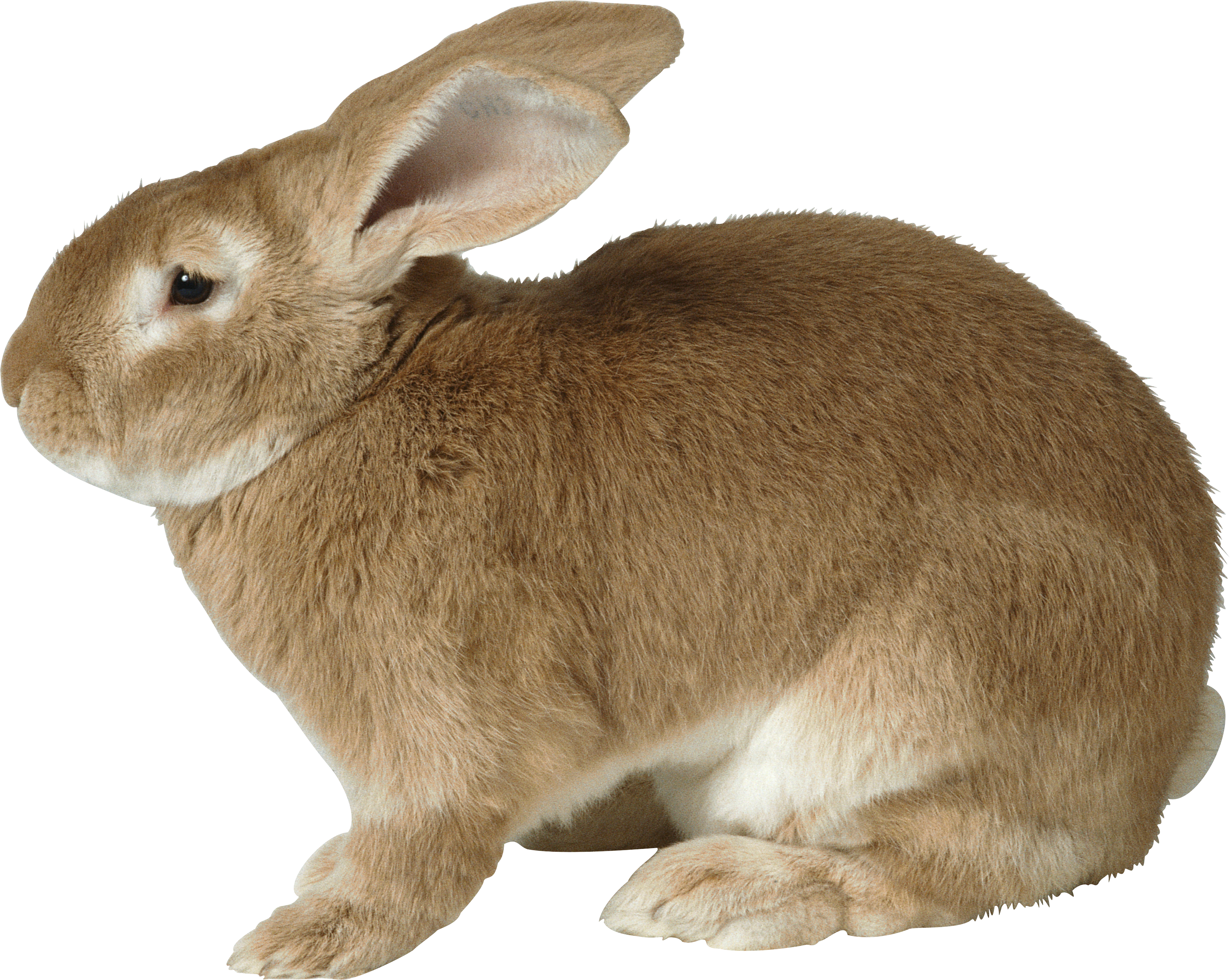 Free PNG Rabbits Bunnies - 65010
