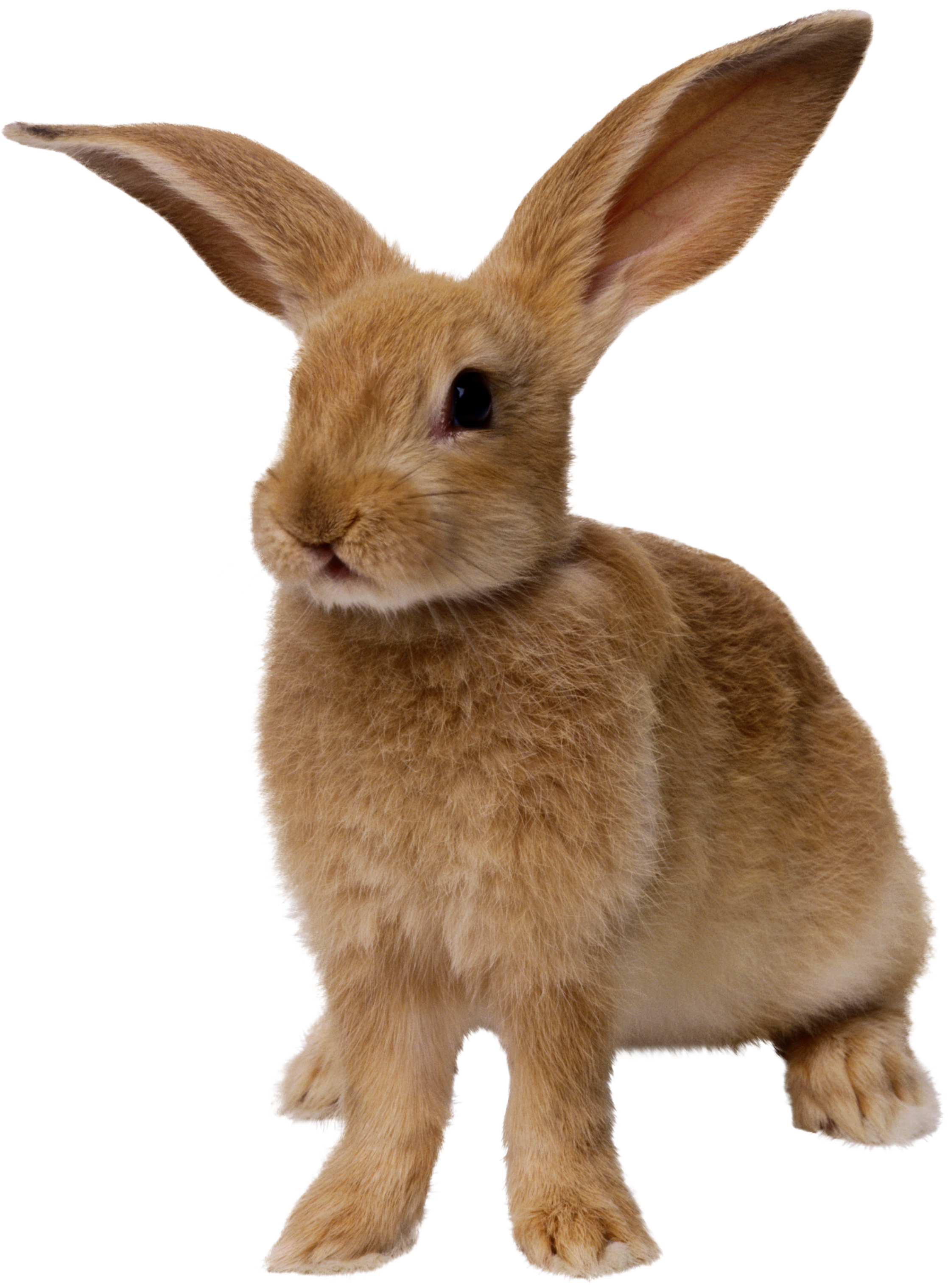 Free PNG Rabbits Bunnies - 65009
