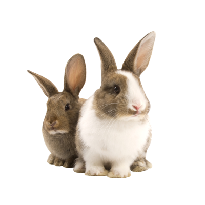 Free PNG Rabbits Bunnies - 65008