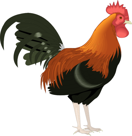Free PNG Rooster-PlusPNG.com-