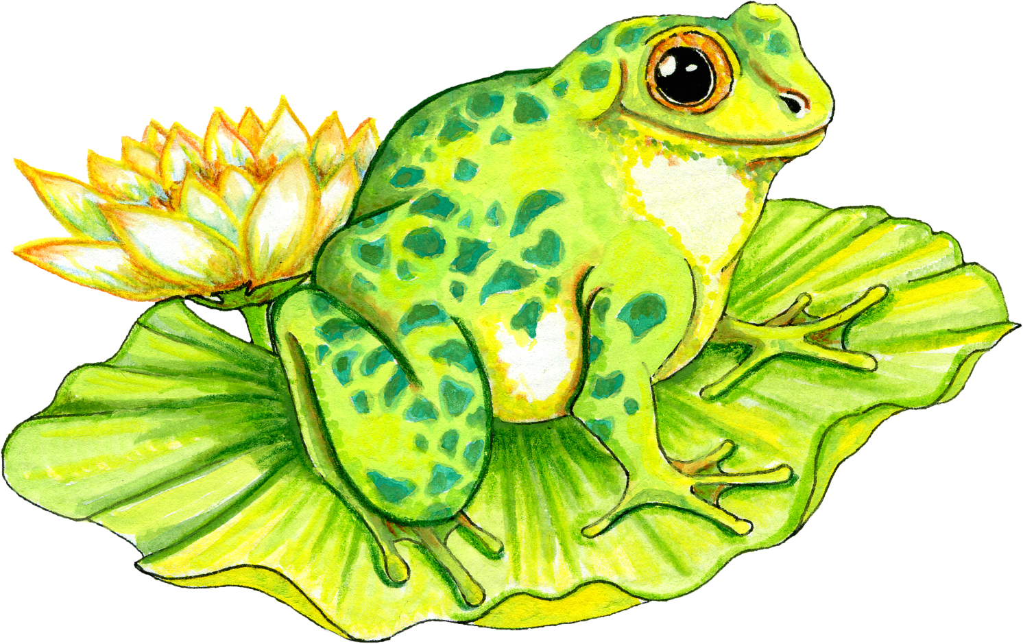 Frog On Lily Pad PNG HD - 129855