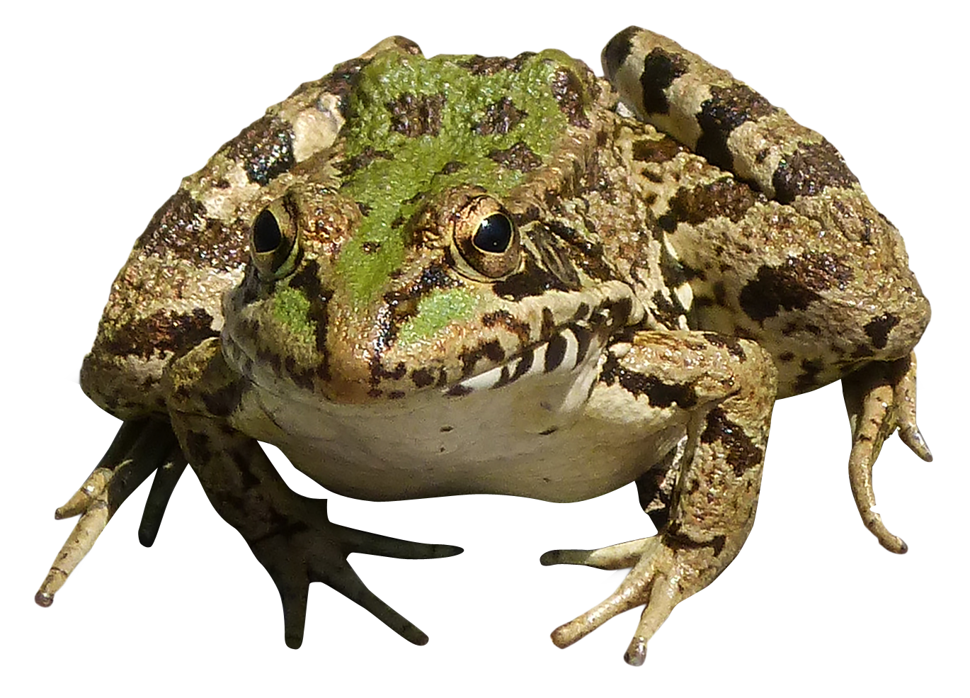 Frog PNG - 26664