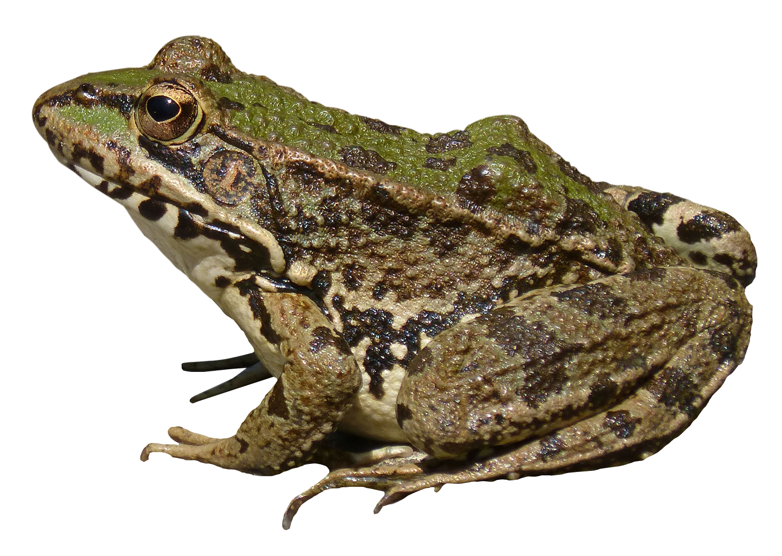 Frog PNG - 20637