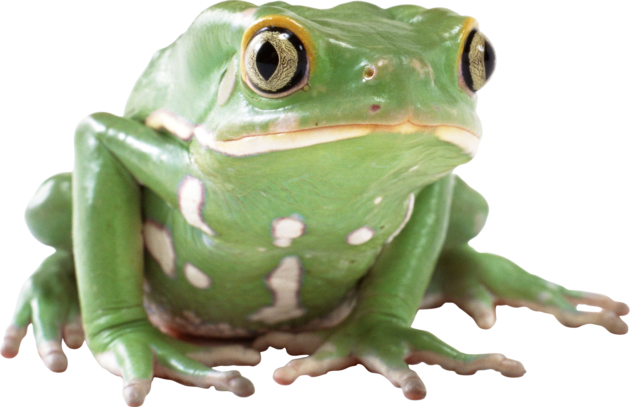 Frog PNG Transparent Image