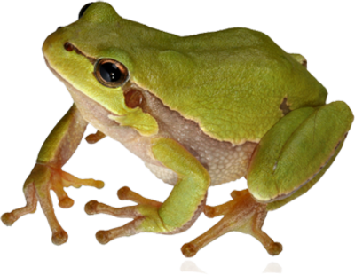 Frog PNG - 20641