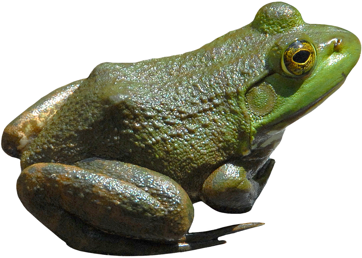Frog HD PNG image #43139