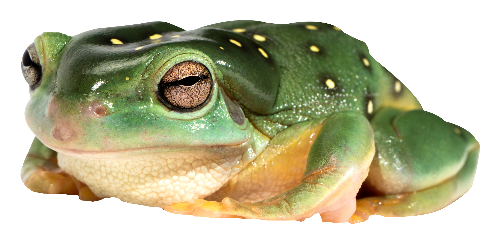 Frog PNG - 26660