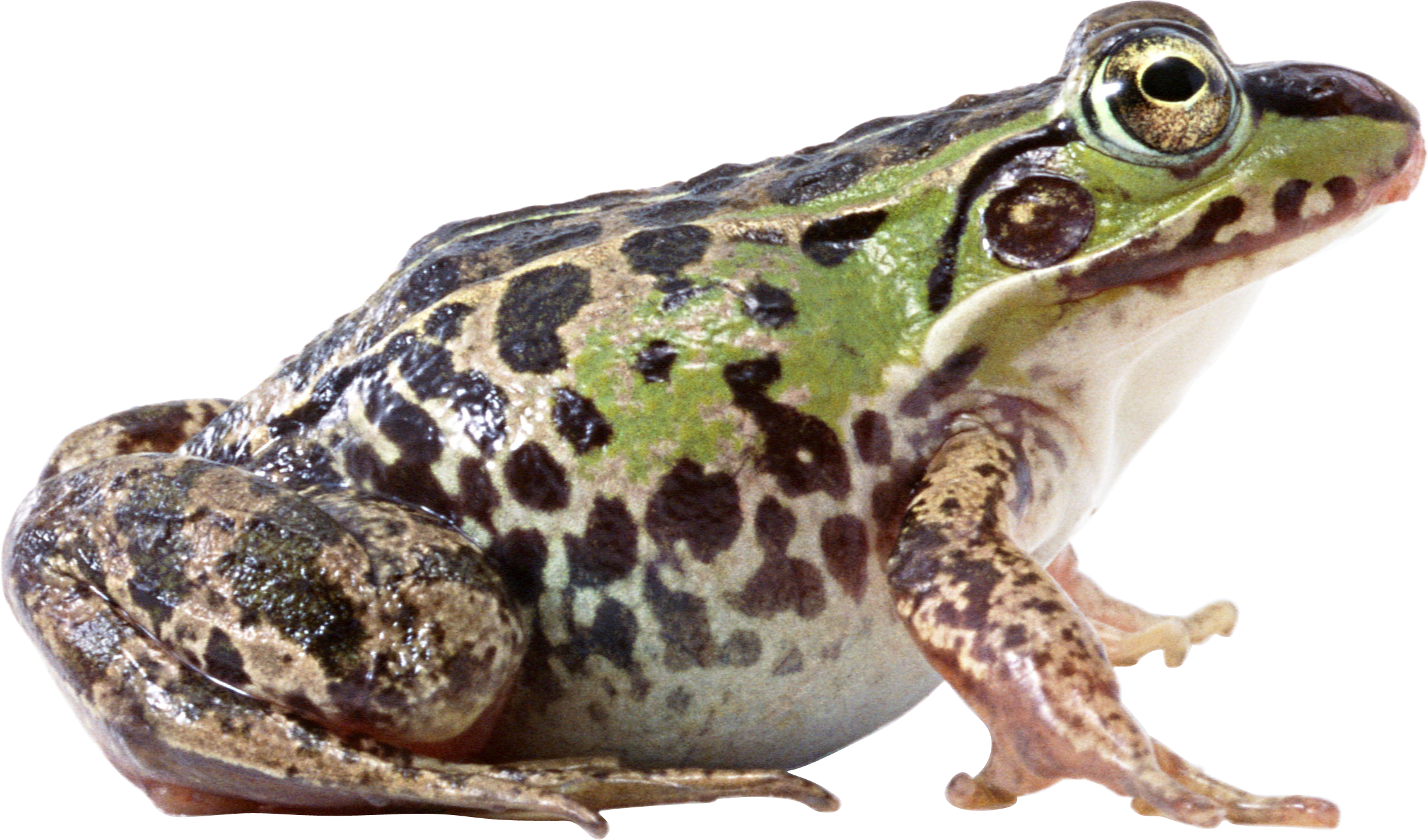 Frog PNG - 26659