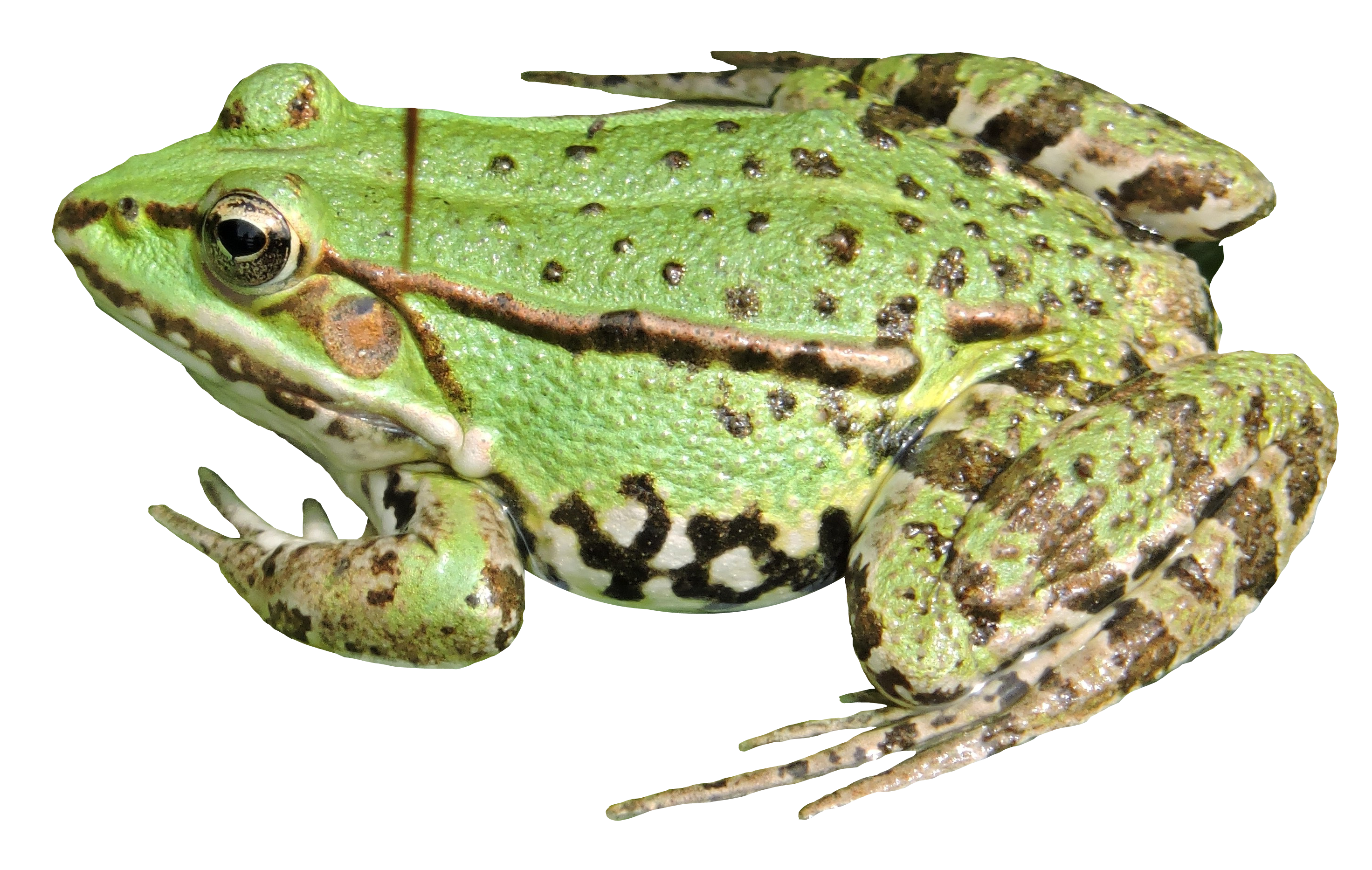 Frog PNG - 20645