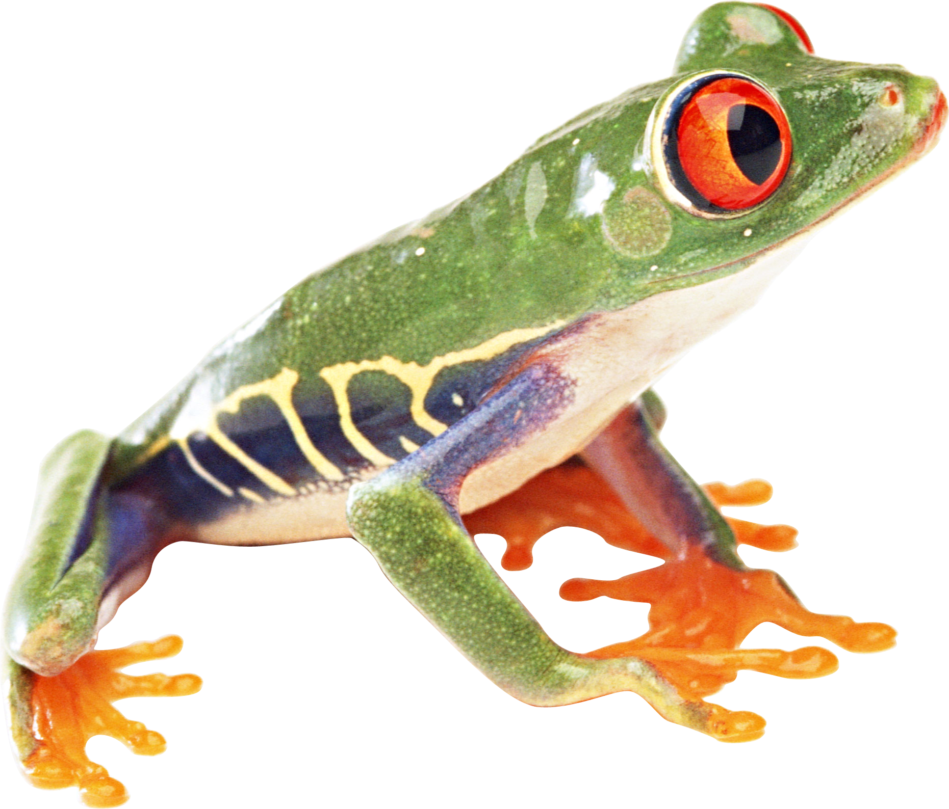 Frog PNG - 20651