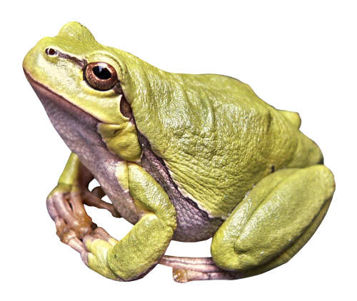 Frog PNG - 20643