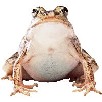 Frog PNG - 20647