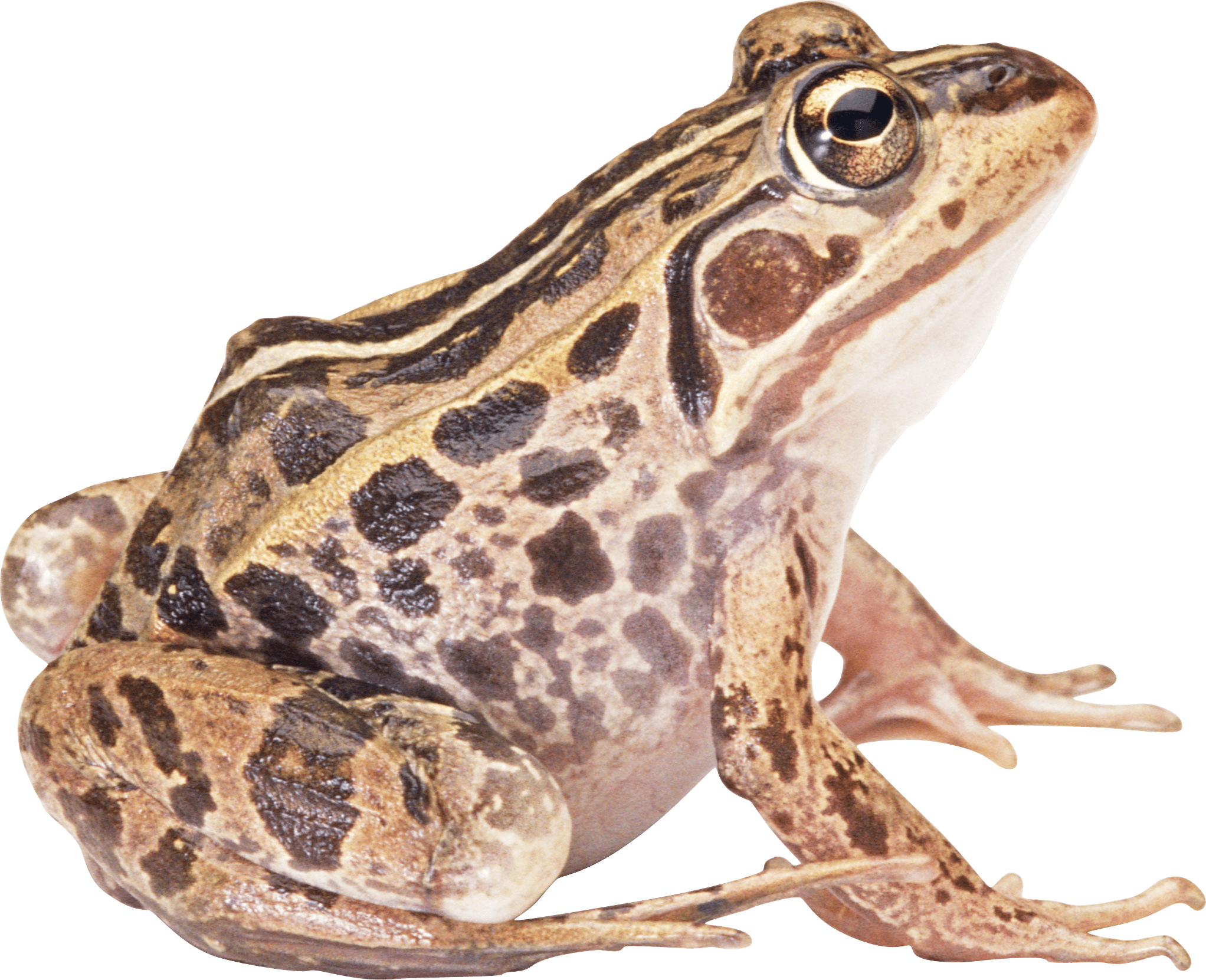 Big Eyes Frog PNG Image image