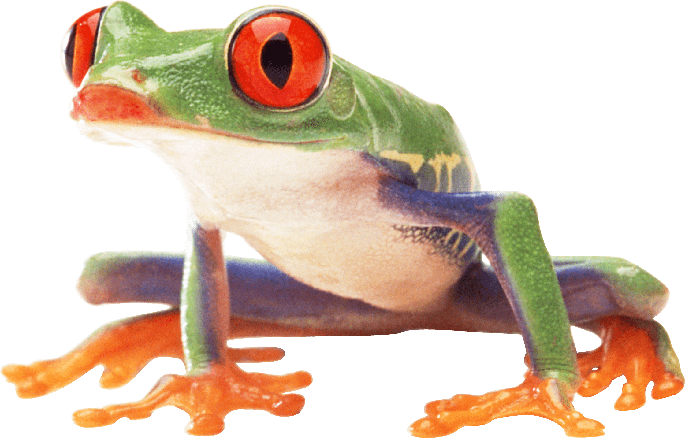 Frog PNG - 20632