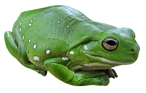 Frog PNG - 26662