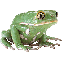 Frog PNG - 26657
