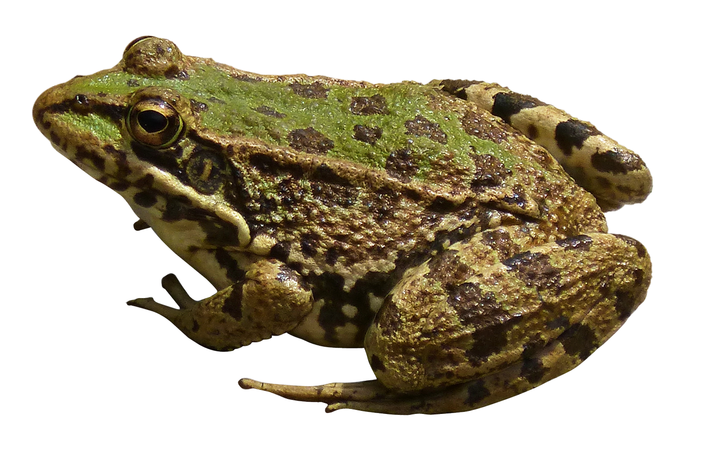 Frog PNG HD  - 123280