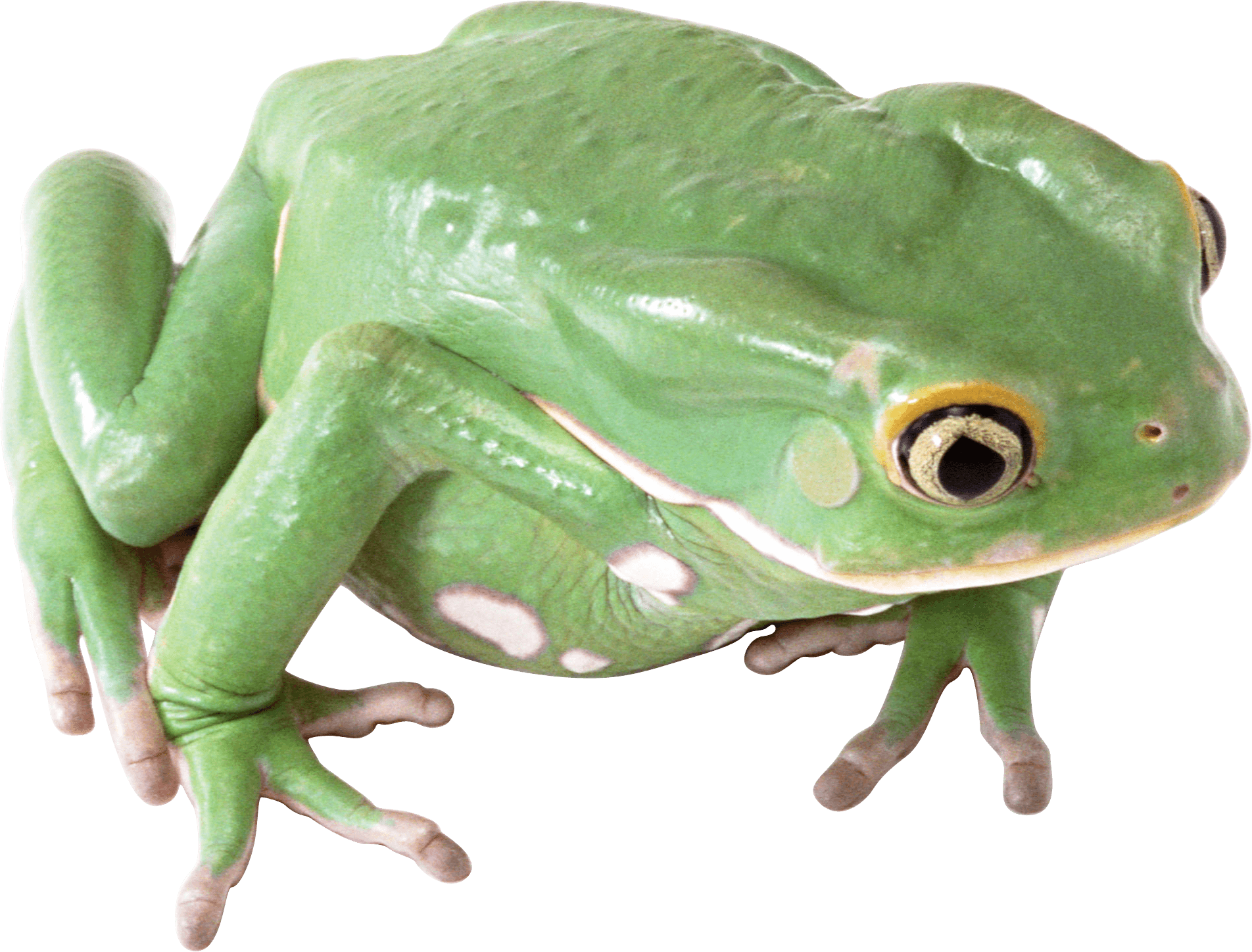 Frog PNG HD  - 123295