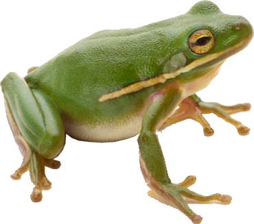 Frog PNG HD  - 123288