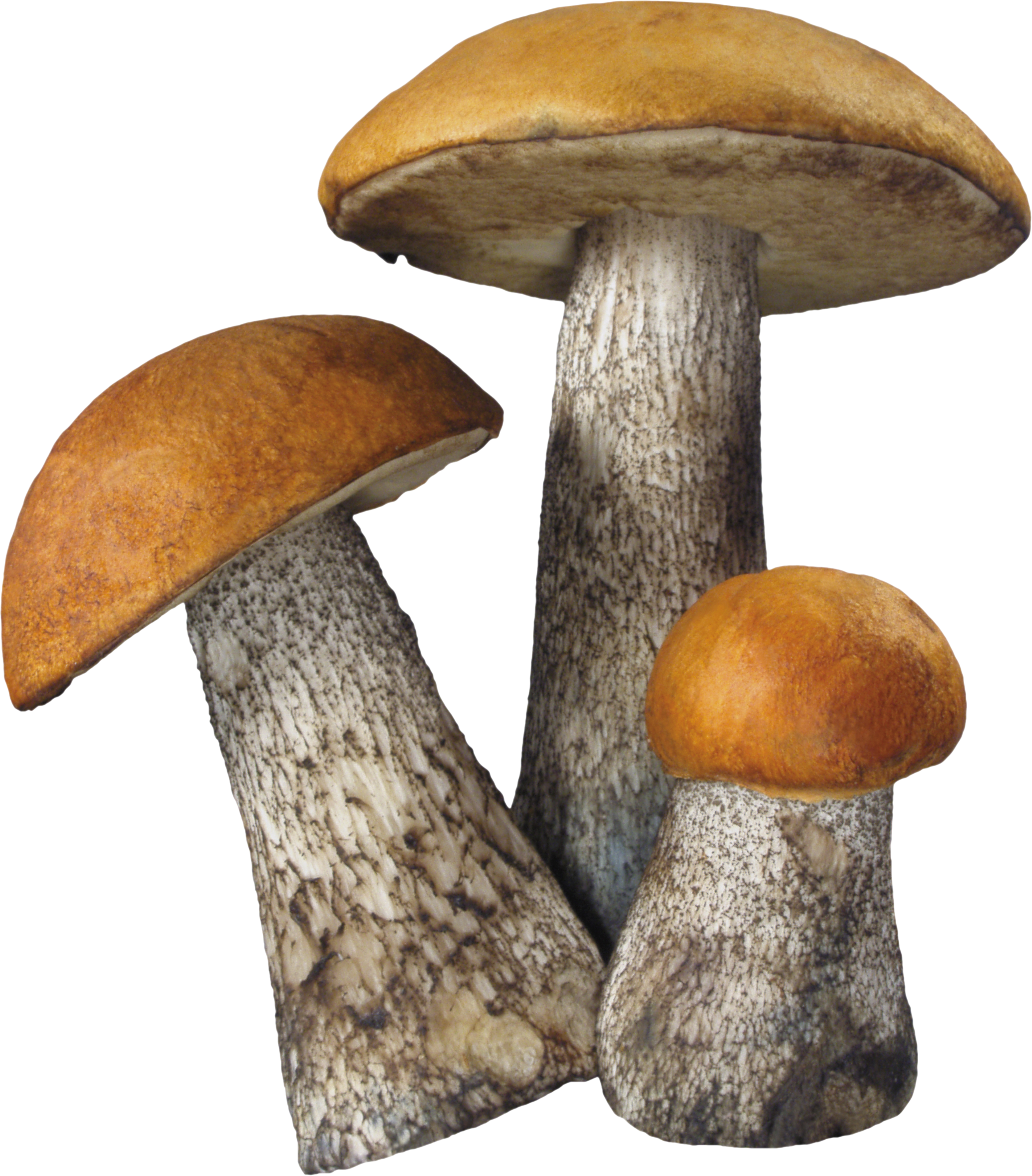 mushrooms Macrolepiota excori
