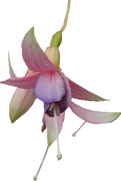 Fuschia Flowers PNG - 154102