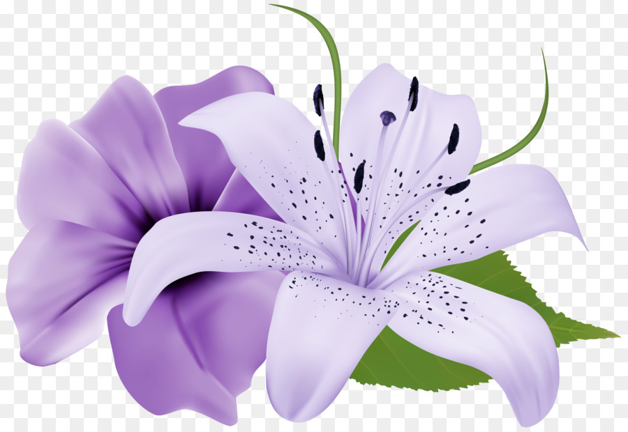 Fuschia Flowers PNG - 154103