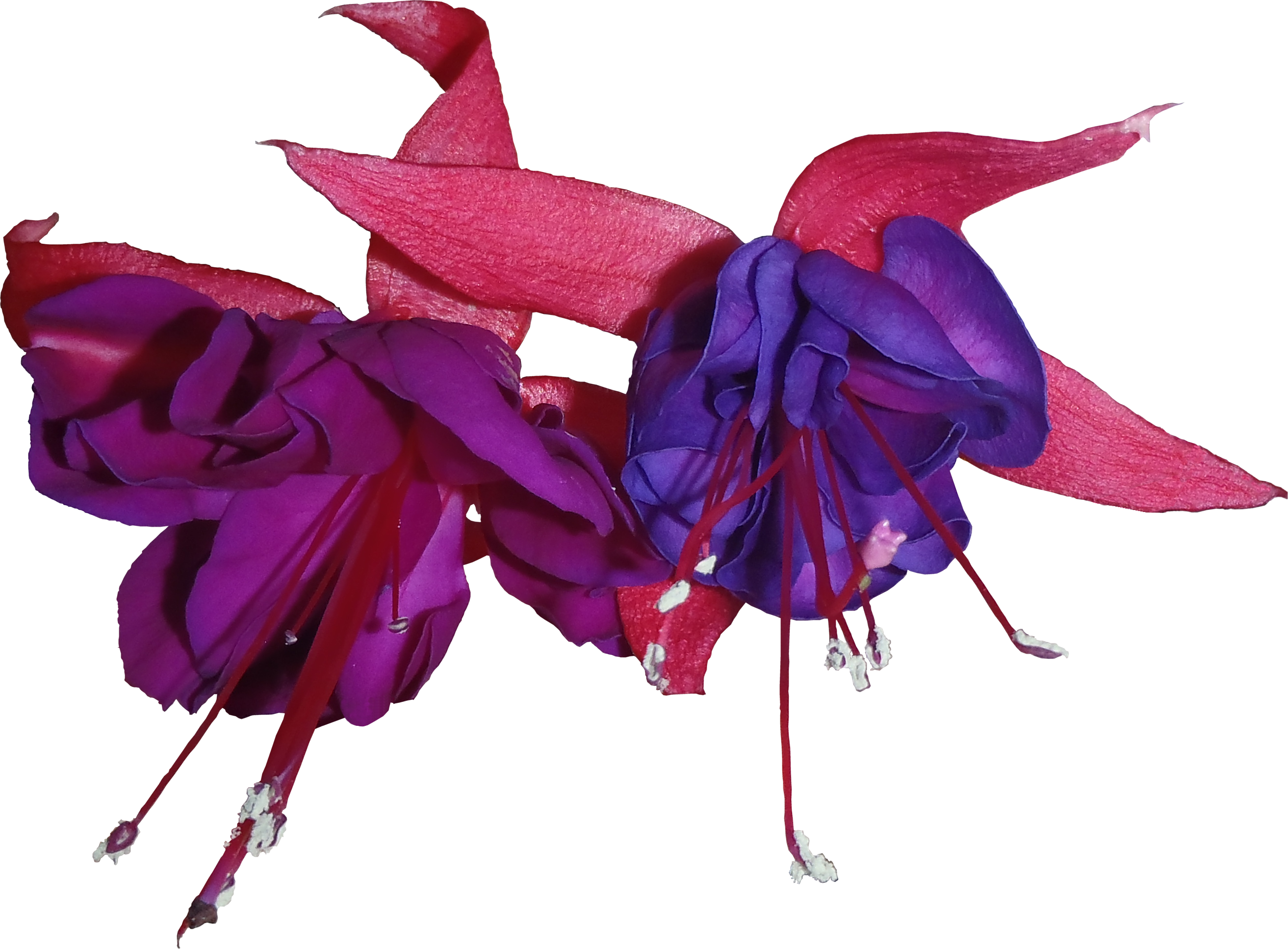 Fuchsia flower decoration pat