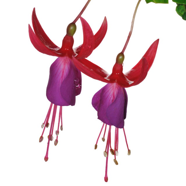 Fuschia Flowers PNG - 154095