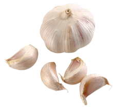 Garlic PNG - 7033