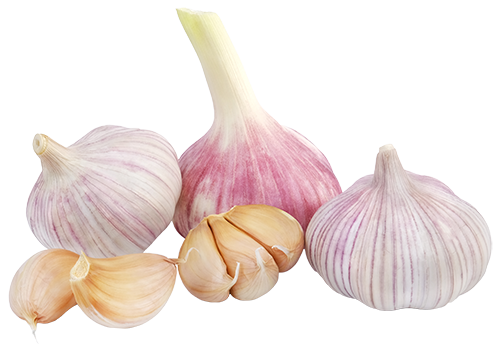 Garlic PNG - 7019