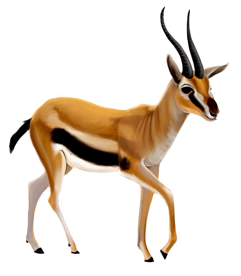 Gazelle PNG