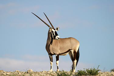 Horned antelope, Antelope, An