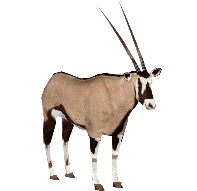 Back Oryx / Gemsbok