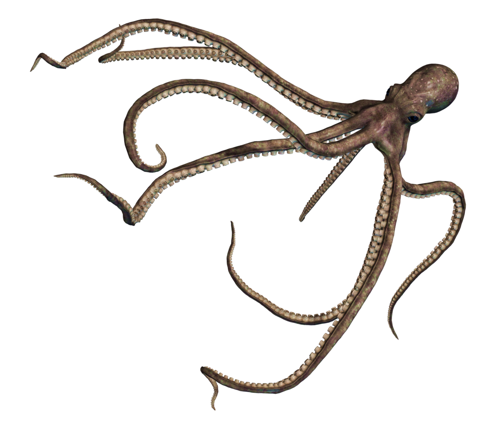 Octopus PNG - 3102