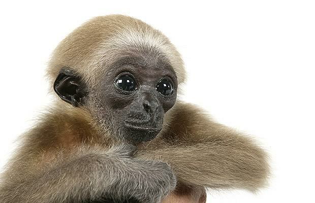 Tags: Gibbon Animal Animals A