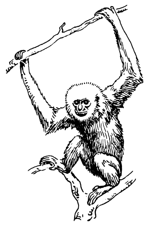 Gibbon PNG - 67267