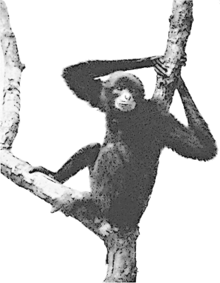 Gibbon PNG - 67279