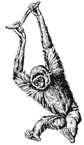 Gibbon PNG - 67272