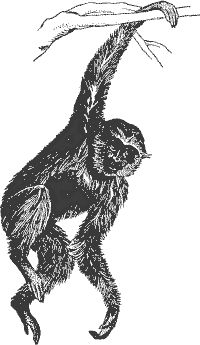 Gibbon PNG - 67269