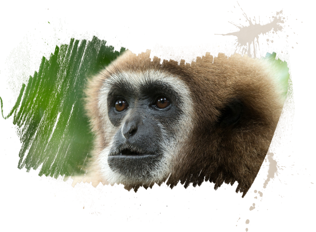 Gibbon PNG - 67273