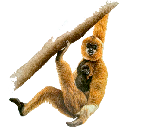 Gibbon PNG-PlusPNG.com-364