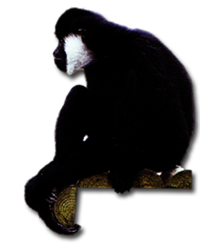 Gibbon PNG - 67275